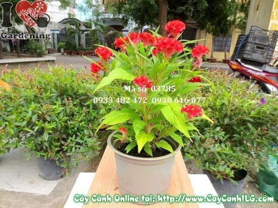 Cây Hoa Mào Gà (Cao 30cm – Ms: 03785)