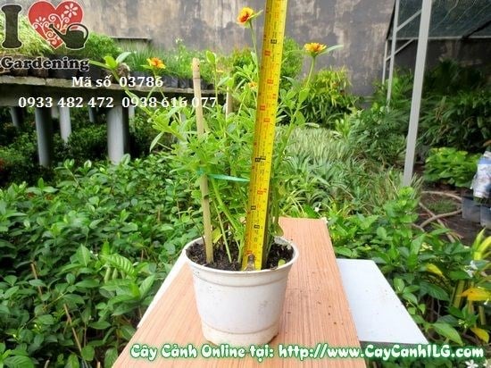 Cây Hoa Mười Giờ Sam Giống Mới (Cao 20cm – Ms: 03786)