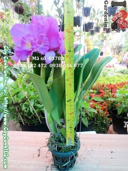 Cây Hoa Phong Lan Cattlaya (Cao 30cm – Ms: 03788)