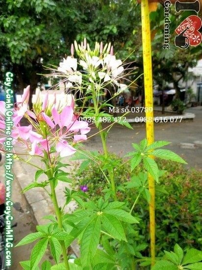 Cây Hoa Râu Mèo (Cao 80cm – Ms: 03789)