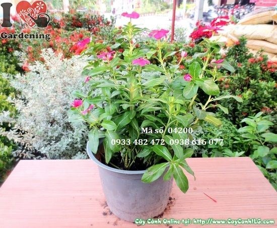 Cây Hoa Dừa Thái (Cao 25cm – Ms: 04200)
