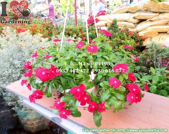 Cây Dừa Treo Hoa Đỏ (Cao 20cm – Ms: 04198)