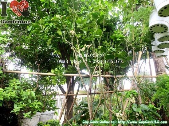 Cây Bưởi Da Xanh Có Hoa (Cao 2m – Ms: 05820)