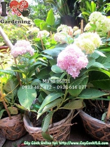 Cây Cẩm Tú Cầu (Cao 30cm – Ms: 05821)