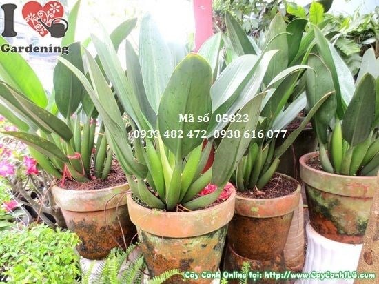 Cây Đại Phát Tài Lớn (Cao 50cm – Ms: 05823)