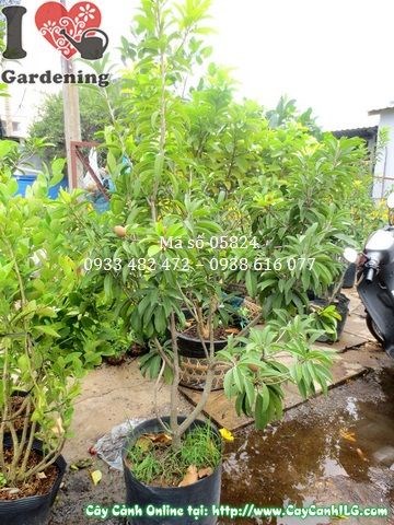 Cây Hồng Xiêm (Cao 1,2m – Ms: 05824)