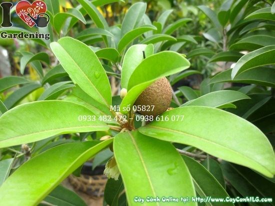 Cây Lòng Mứt Có Trái (Cao 1,2m – Ms: 05827)