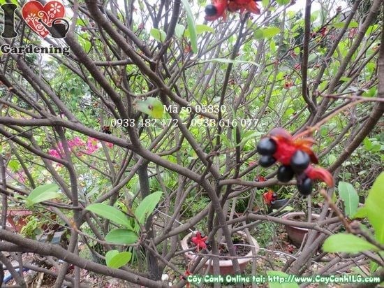 Cây Mai Tứ Quý (Cao 1,8m – Ms: 05830)