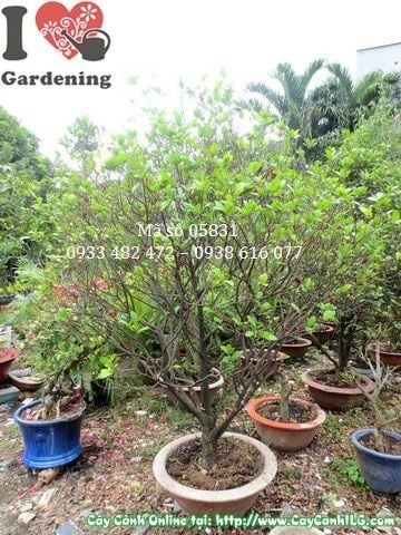 Cây Mai Tứ Quý Gốc Lớn Tán Tròn (Cao 2m – Ms: 05831)