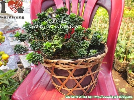 Cây Ngâu Tàu Mini Bonsai (Cao 20cm – Ms: 05875)