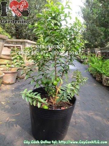 Cây Ổi Sẻ Có Trái (Cao 40cm – Ms: 05881)