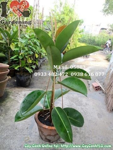 Cây Đa Búp Đỏ Nhỏ (Cao 50cm – Ms: 05883)