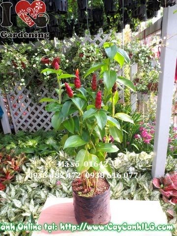 Cây Phúc Lộc Thọ (Cao 50cm – Ms: 01642)