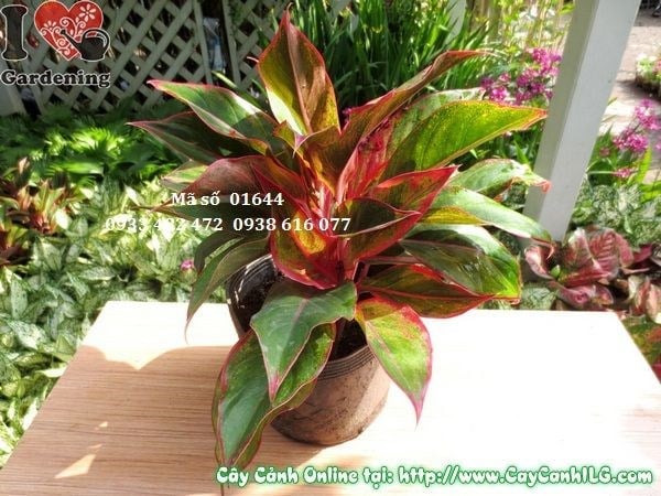 Cây Phú Quý (Cao 25cm – Ms: 01644)