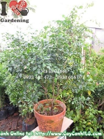 Cây Nguyệt Quế (Cao 80cm – Ms: 01646)