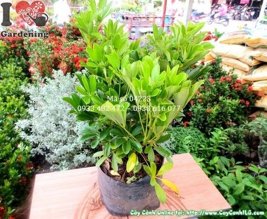 Cây Ngũ Gia Bì Xanh(Cao 50cm – Ms: 01648)