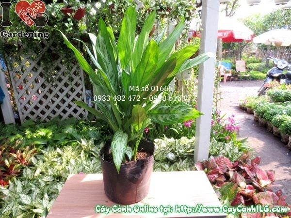 Cây Ngân Hậu (Cao 40cm – Ms: 01665)