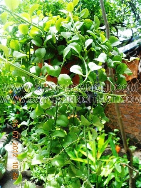 Cây Đô La (Chậu đất treo – Cao 40cm – Ms: 01668)