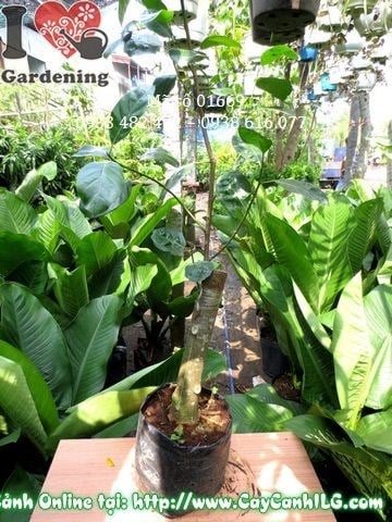 Cây Mít Thái Giống (Cao 1m2 – Ms: 01669)
