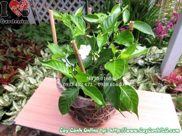 Cây Lài Tây (Cao 25cm – Ms: 01684)