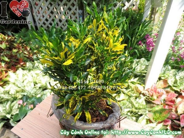 Cây Lá Màu Xoắn Vàng (Cao 30cm – Ms: 01690)