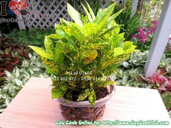 Cây Lá Màu Vàng Bạc (Cao 30cm – Ms: 01686)