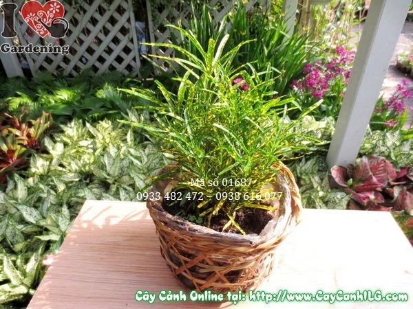 Cây Lá Màu Sao Nhái (Cao 20cm – Ms: 01687)