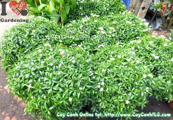 Cây Mai Tiểu Thư (Cao 40cm – Ms: 01678)