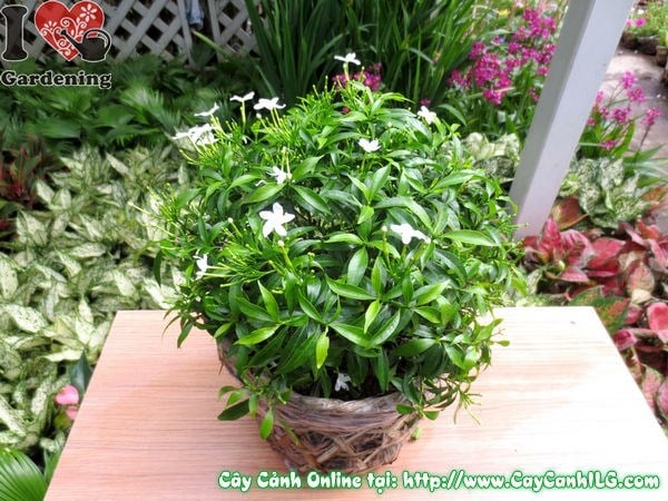Cây Mai Tiểu Thư (Cao 25cm – Ms: 01679)