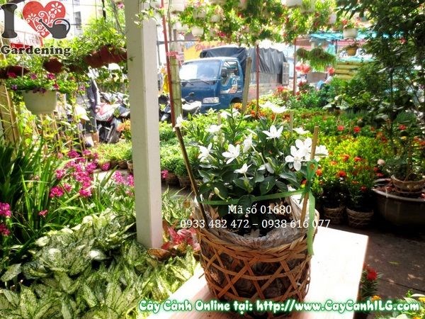 Cây Mai Chỉ Thiên (Cao 25cm – Ms: 01680)
