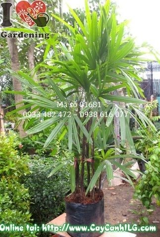 Cây Mật Cật (Cao 1m2 – Ms: 01681)