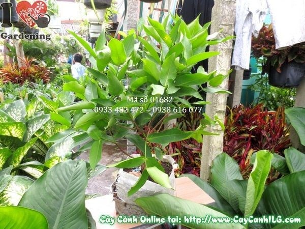 Cây Mận Thái Giống (Cao 60cm – Ms: 01682)