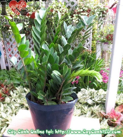 Cây Kim Phát Tài (Cao 50cm – Ms: 01722)
