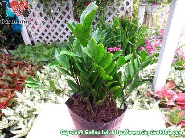 Cây Kim Phát Tài (Cao 35cm – Ms: 01723)