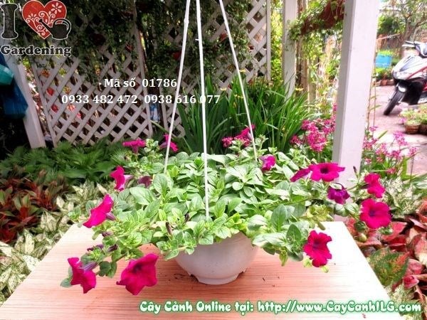 Cây Hoa Dạ Yến Thảo (Cao 15cm – Ms: 01786)