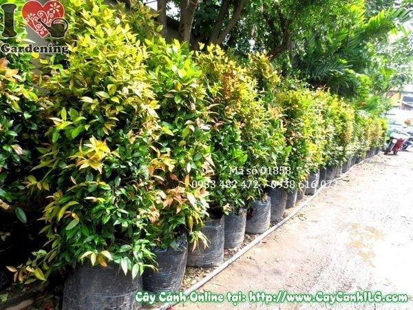 Cây Hồng Lộc (Cao 140cm – Ms: 01858)
