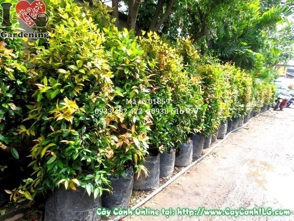 Cây Hồng Lộc (Cao 110cm – Ms: 01859)