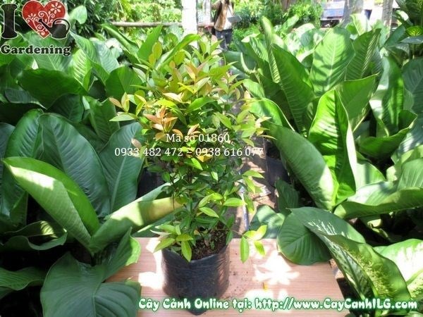 Cây Hồng Lộc (Cao 40cm – Ms: 01860)