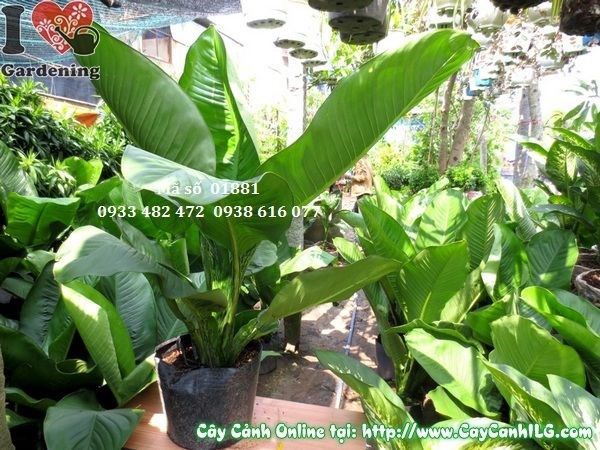 Cây Đại Phú (Cao 80cm – Ms: 01881)