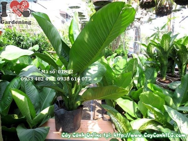 Cây Đại Phú (Cao 1m – Ms: 01882)