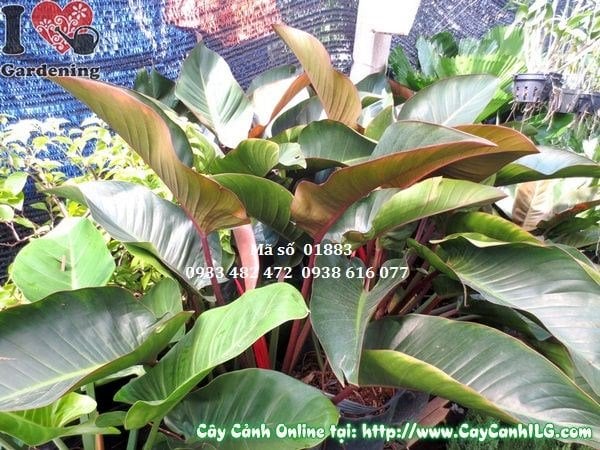 Cây Đại Hoàng Đế (Cao 50cm – Ms: 01883)