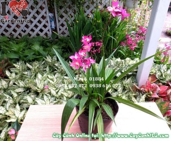Cây Địa Lan Tím Giống Mới (Cao 40cm – Ms: 01884)