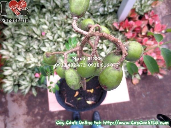 Cây Cóc Thái (Cao 60cm – Ms: 01885)