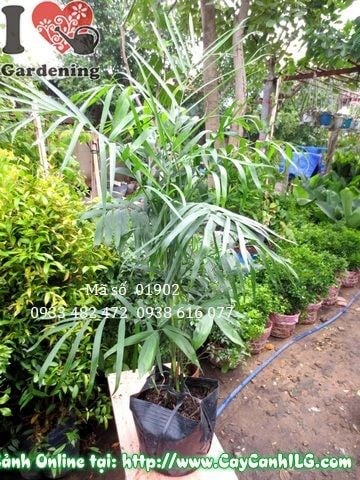 Cây Cau Hawai (Cao 100cm – Ms: 01902)