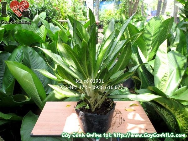 Cây Ngân Hậu Lá Nhỏ – Giống Mới (Cao 40cm – Ms: 01901)