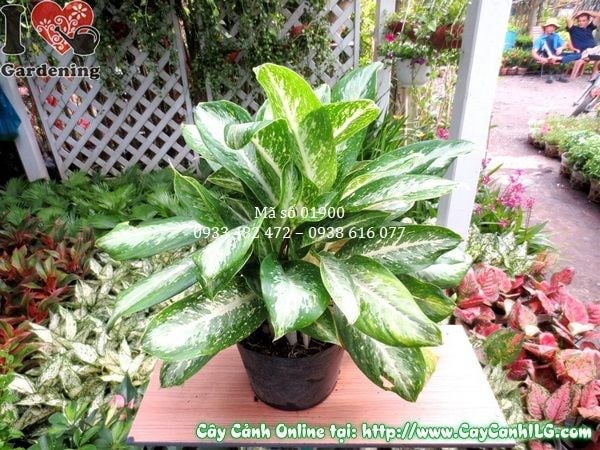 Cây Bạch Mã Hoàng Tử Giống Mới (Cao 50cm – Ms: 01900)