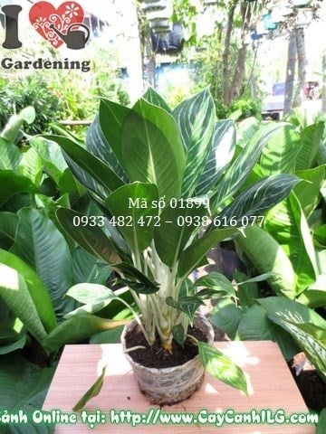 Cây Bạch Mã Hoàng Tử Mới (Cao 40cm – Ms: 01899)