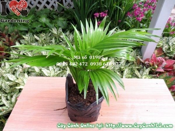 Cây Cọ Ta (Cao 20cm – Ms: 01985)