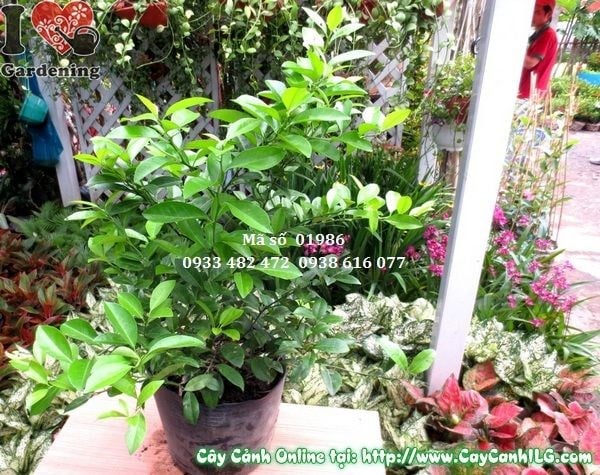 Cây Chanh Ăn Trái Giống (Cao 40cm – Ms: 01986)