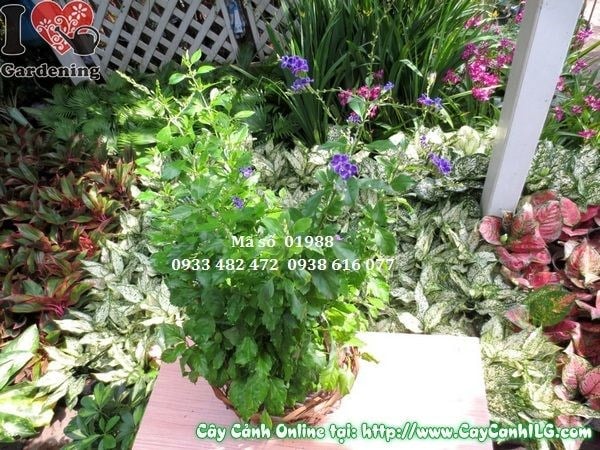 Cây Chuỗi Ngọc Tím (Cao 40cm – Ms: 01988)